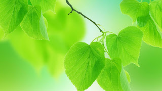 Most beautiful green leaf HD wallpaper for iPhone Desktop tab and  all Smartphone androidvally.blogspot.com