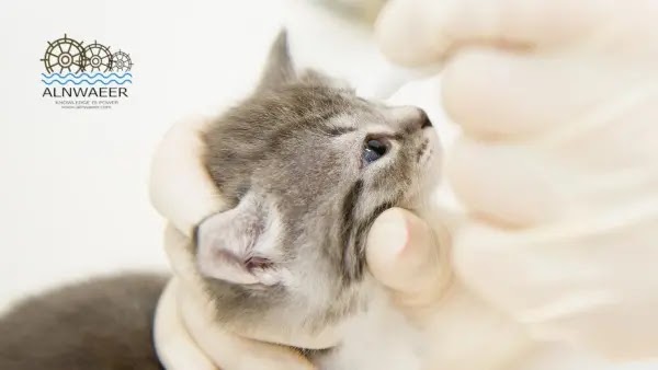  فيروس الهربس عند القطط - الأعراض والعلاج