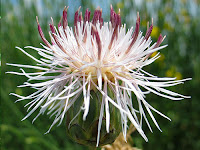 Fiordaliso centauro (Centaurea c.)