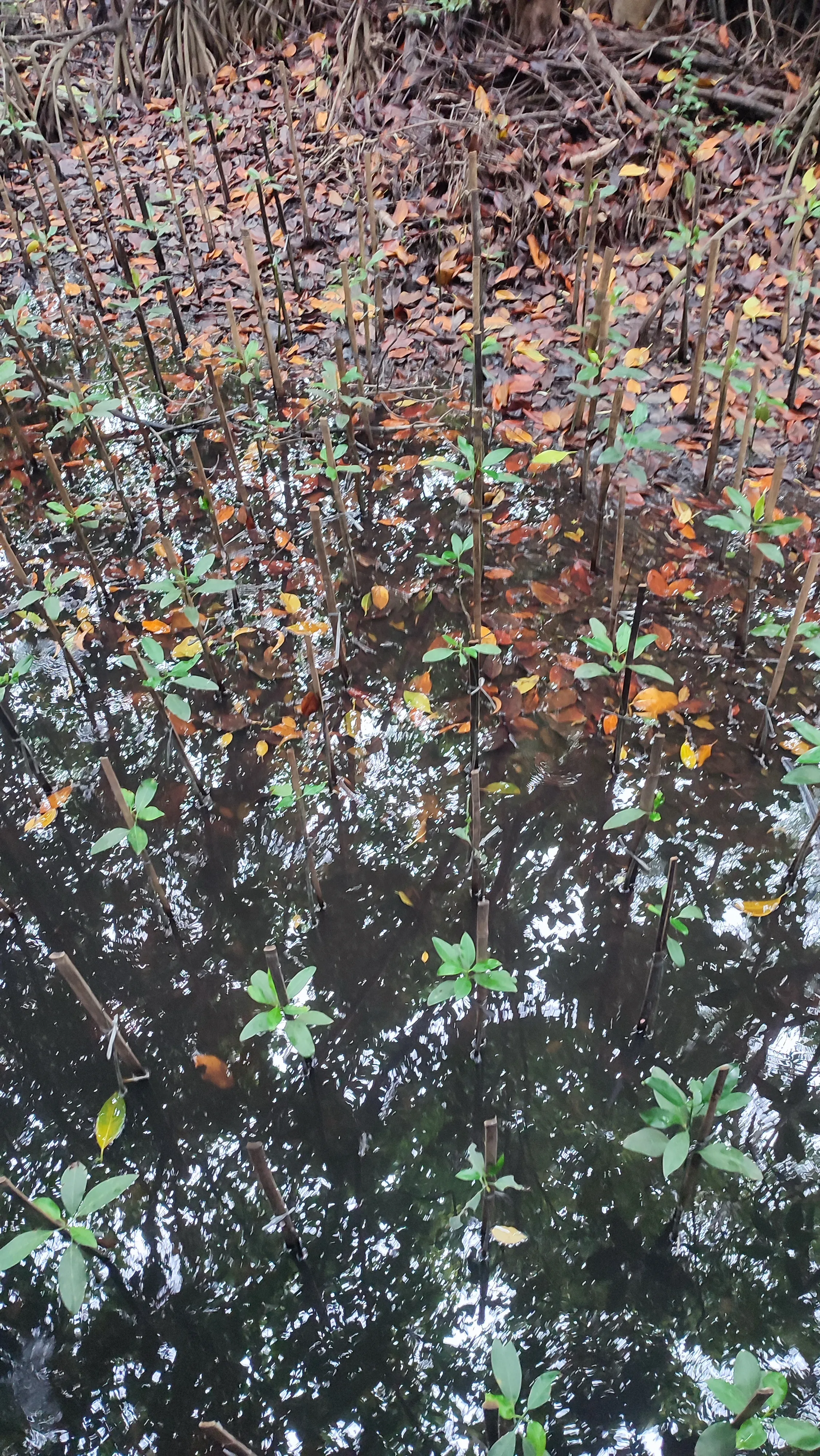 mangrove jakarta