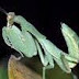 Belalang Sembah / Walang kadung (Praying mantis)