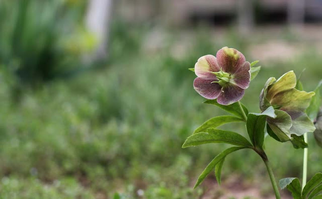 Lenten Rose Flowers