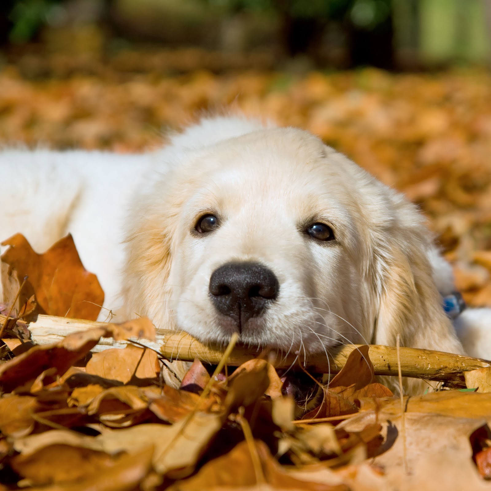 Golden Retriever Puppies Wallpapers - GolDen Retriever Puppy In Leaves