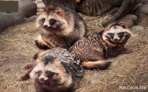 Raccoon Dog Pet - The Nature of these Exotic Animal