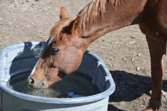 comment-prevenir-la-deshydratation-chez-les-chevaux