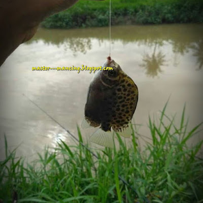 Asyiknya Mancing Kiper (Baronang) Cara Cepat Dapat Banyak