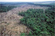 This photo shows an aerial view of a rainforest that is being cut down. Trees are cut down to make way for agriculture, mining and other activities.
