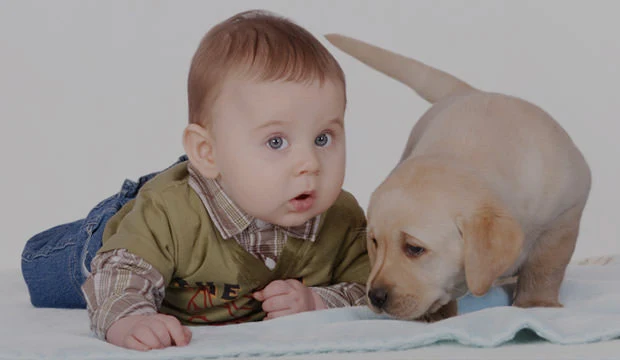 7 Reasons Your Dog Shouldn’t Lick Your Baby