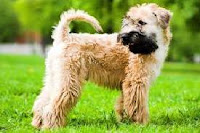 Wheaten Terrier