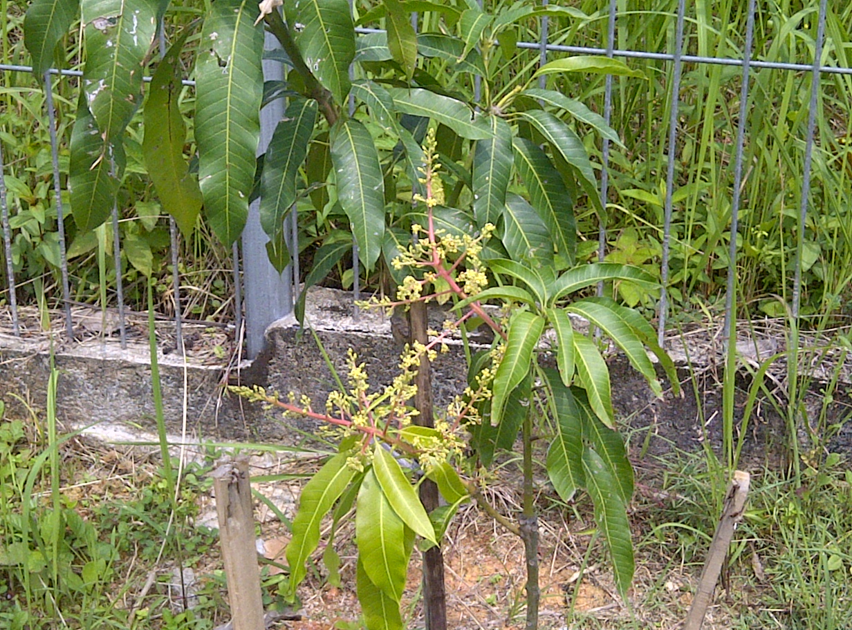 DUSUN TOK BAK POKOK MANGGA TAMAN IMPIAN  EMAS 