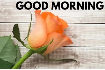 Good morning images Rose 🌹3