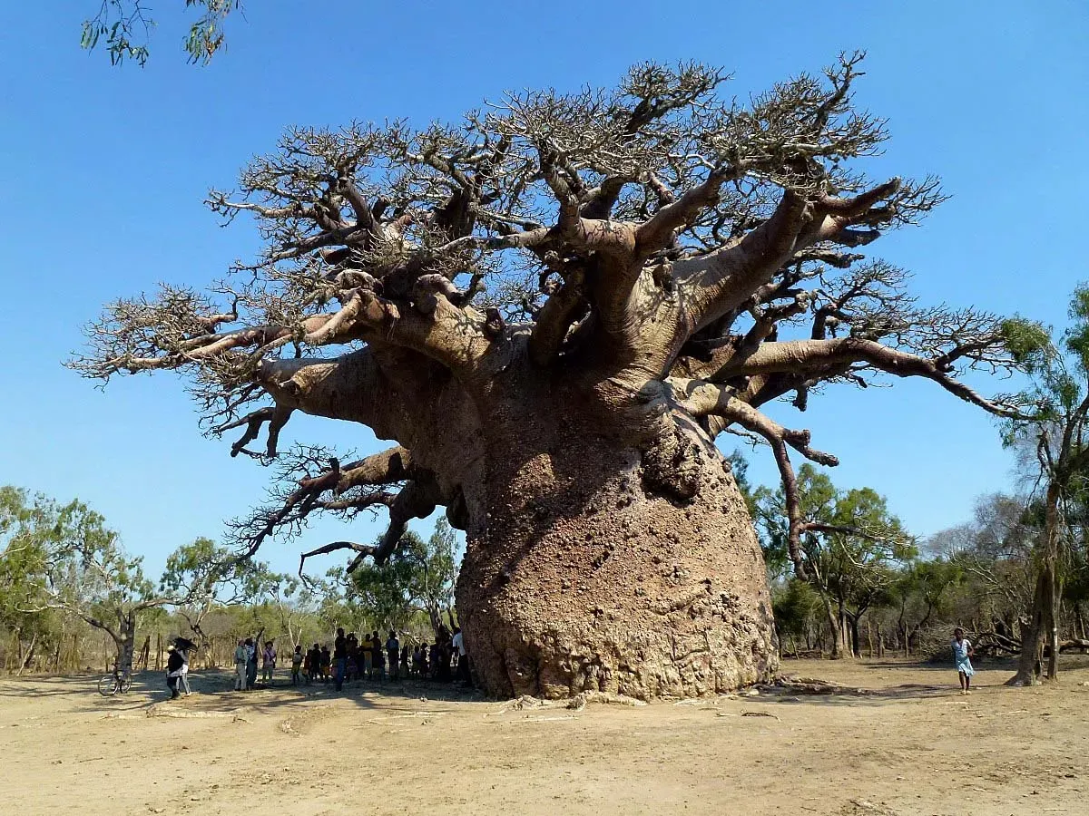 Baobab Trees of Africa