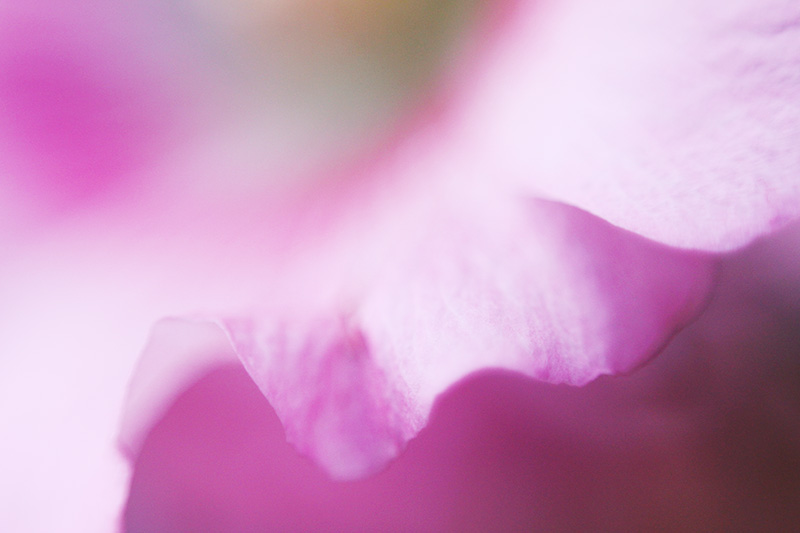 flor rosa macro com lente invertida 50mm