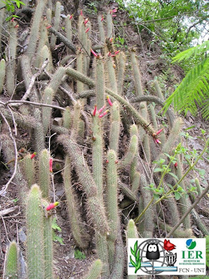 Flor de esmeralda (Cleistocactus smaragdiflorus)