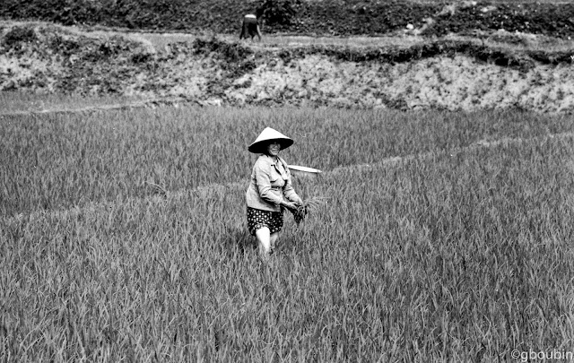 "Travail aux champs #2" - (Sujet : paysanes - Mai Chau ; Materiel : Canon A1, 135mm, TriX 400)