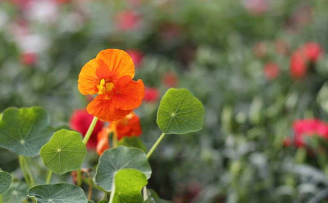 Nasturtium Flowers Pictures