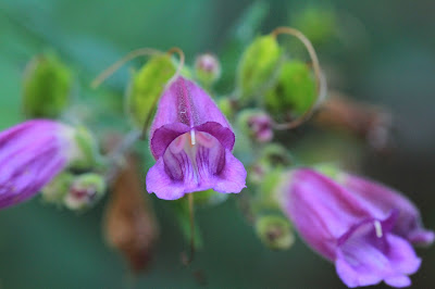 Nothochelone nemorosa (Woodland Penstemon)