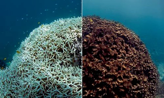 Recifes de Corais - Comparação destruição de corais