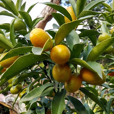 Nome Científico: Fortunella Margarita Syn: Fortunella japonica, Swingle var. margarita, Citrus margarita, Citrus japonica 'Nagami', Nome Popular: Laranjinha Kinkan, Laranja de ouro, Laranja Xinxim[Por]; Cumquat, Kumquats, kumquat hybrids, Oval Kumquat, Nagami kumquat[Ing]; Naranja japonesa, Naranja enana, naranjo chino, Kumquat, kumquat Nagami, quinoto, naranjo enano[Esp]; jīnjú[Chi] Família: Rutaceae 