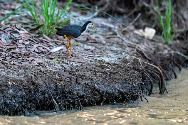 An Bui 2024 Dong Thap - White Breasted Waterhen (Cuốc ngực trắng)
