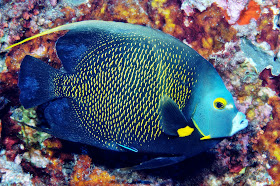 angelfish france