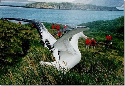 AlbatrossPengembara[8]