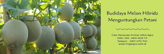 jaul benih, melon, jenis melon madu, benih berkualitas terbaik,tanaman melon, toko pertanian, toko online, lmga agro