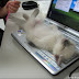 Cat Sleep On Laptop