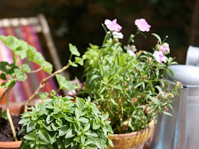 Spring gardening - basilic