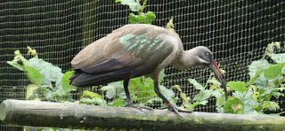 Zoo de Santillana del Mar.