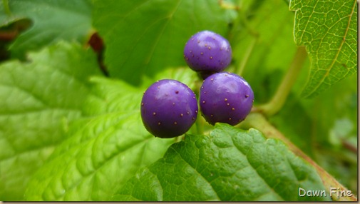 flowers and berries_035