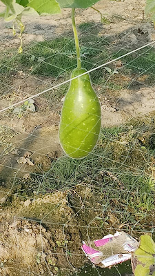 Calabash | Bottle Gourd, Lau, Lauki