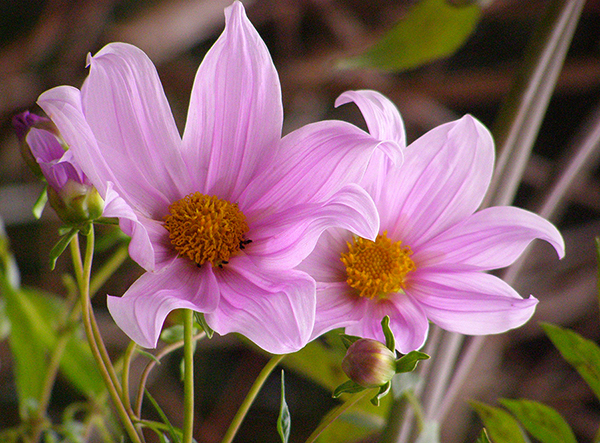 two soft and sensuous giant dahlia blossoms