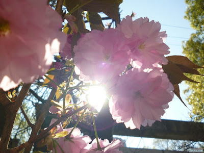 櫻宮神社の八重桜