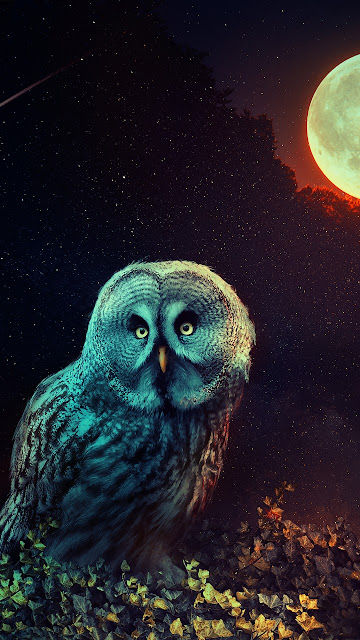 Owl Night Full Moon Wallpaper