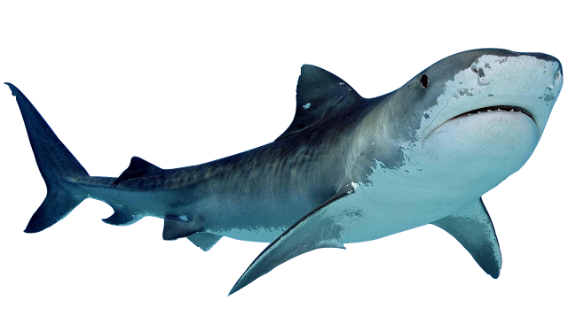 Shark Transparent PNG