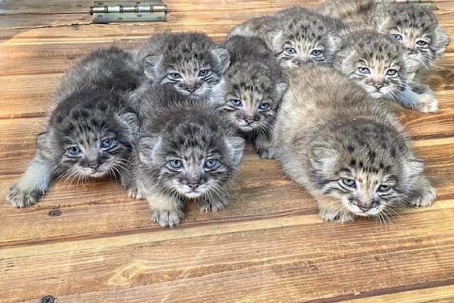 Group of Pallas's cat kittens