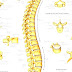 Human Vertebral Column - Picture Of Human Spine