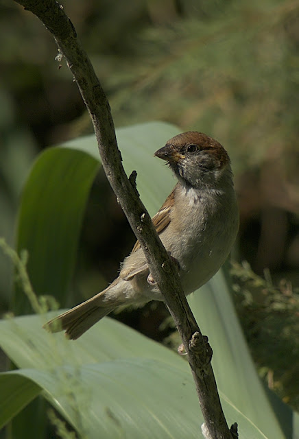 juvenil de gorrión molinero (Passer montanus) juvenil de gorrión molinero (Passer montanus)