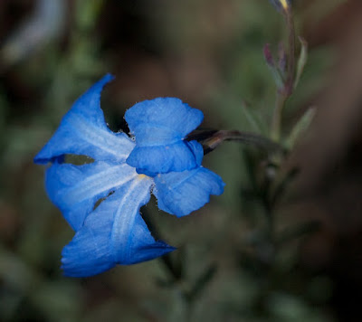 Blue Leschenaultia (Leschenaultia biloba)