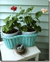 Rosebud_Pelargoniums_Geraniums