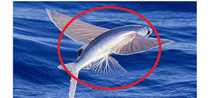 Flying Fish Ikan Terbang 400 Meter !