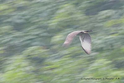 Changeable Hawk Eagle (Spizaetus cirrhatus)in flight