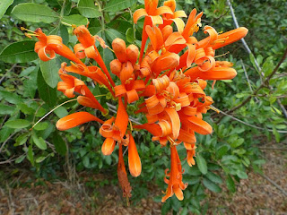 Pyrostegia venusta - Liane aurore - Liane de feu - Liane corail