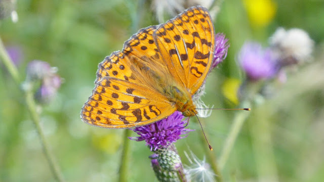 Feuriger Perlmutterfalter, Argynnis adippe