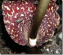 Sauromatum venosum