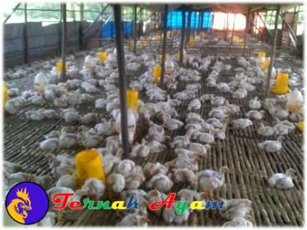 Penyiapan Sarana dan Peralatan Dalam Budidaya Ayam Ras Pedaging