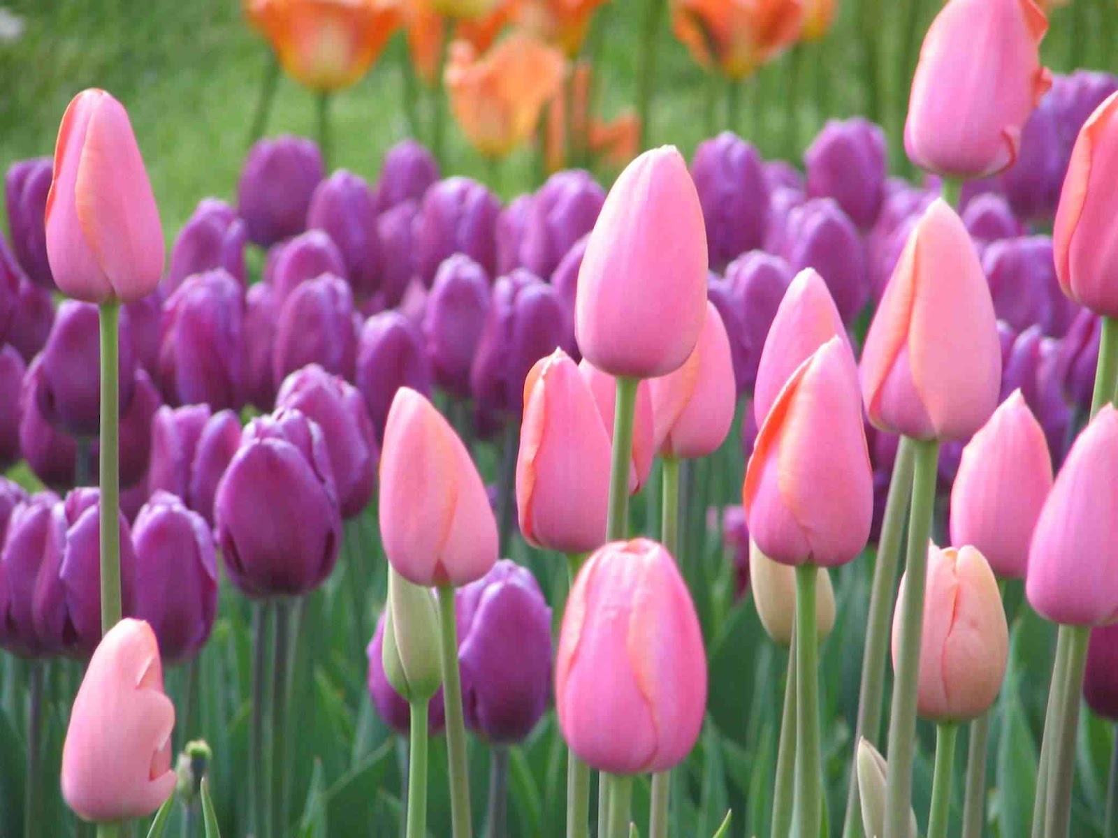  Gambar  Taman  Bunga  Tulip  Merah Kumpulan Gambar  Gambar  