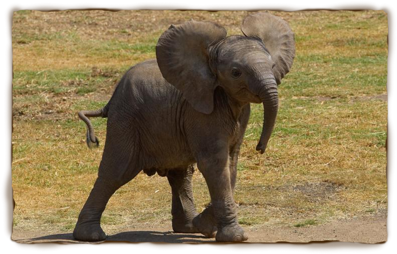 Gambar Gajah Lengkap Gambar Foto 