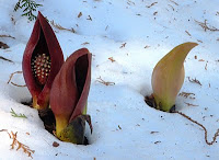 Eastern Skunk Cabbage
image from Wikipedia